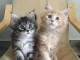 Chatons Maine Coon adorable