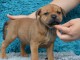 Chiots Staffordshire Bull Terrier a donner