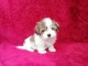 Chiot coton de tulear a donner