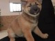 chiots Shiba inu a donner