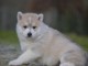 Chiot Siberian Husky a donner