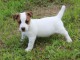 Chiot jack russell inscrit au CKC a donner