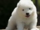 Chiots samoyede inscrit au CKC a donner