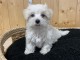 chiot Bichon Maltais a donner