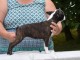 Chiot Boston Terrier  a donner