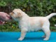 Chiots labradors pedigré a donner