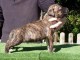 Chiots american staffordshire terrier a donner