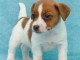 Chiot jack russell inscrit au CKC a donner