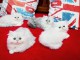Portée de 4 Magnifiques chatons Persan mâles et femelles disponib