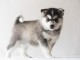 Magnifique chiot pomsky en adoption pour de bonne famille