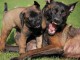 Magnifique chiot malinois en adoption pour de bonne famille