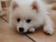 Chiot Spitz Japonais Adorable