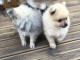 chiots spitz allemand