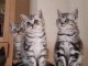 Deux chatons tigrés en adoption