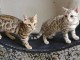 Nos chatons Bengal sont disponibles