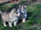 chiots husky siberien