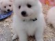 Chiot Spitz Japonais Adorable