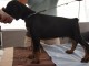 Chiots Dobermann a donner