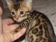 Chatons Bengal contre bon soins