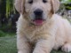 chiots golden retriever lof  a donner