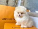 chiot Spitz pomeranian nain lof a donner