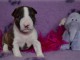 Chiot Bull Terrier lof a donner