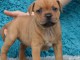 Chiots Staffordshire Bull Terrier lof a donner