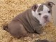 chiot bulldog anglais lof a donner