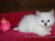 Magnifique chaton sacre de Birmanie 