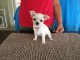 Adorable Chiot chihuahua lof a donner