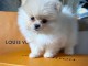 mignon chiot Spitz lof a donner