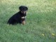 superbe chiots rottweiler agé de 3 mois a donner