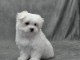 a donner chiot Bichon Maltais lof