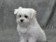 Adorable Bichon Maltais a donner lof