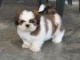 chiot Shih Tzu femelle et mâle a donner