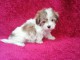 Chiot coton de tulear lof a donner