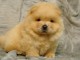 chiot chow chow a donner