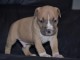 Chiots american staffordshire terrier a donner