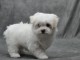 chiot Bichon Maltais lof a donner