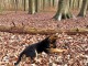 chiots berger allemand