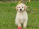  Chiots Golden Retriever