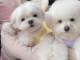 adorable chiots Bichon Maltais