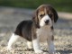 chiot Beagle inscrit au lof pedigré a donner