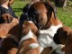 Magnifiques Chiots Boxer Pure Race