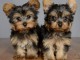  Adoption Chiot Femelle Yorkshire 