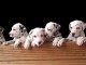 Adorables Chiots Dalmatien