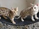 Nos chatons Bengal dsponibles