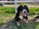 Adorable chiot   Bouvier australien  a donner