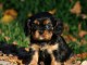  Chiot Cavalier King Charles femelle à adopter