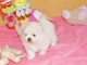 A DONNER Mimi chiot type spitz allemand Femelle